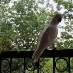 Cacatua galerita (Sulphur-crested Cockatoo) at Braddon, ACT - 27 Jan 2018 by Hejor1