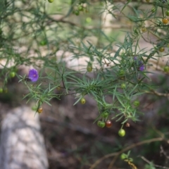 Solanum linearifolium (Kangaroo Apple) at Yarralumla, ACT - 5 Jan 2024 by Mike