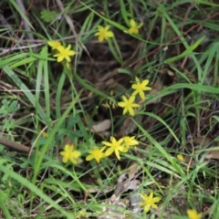 Tricoryne elatior (Yellow Rush Lily) at Yarralumla, ACT - 5 Jan 2024 by Mike