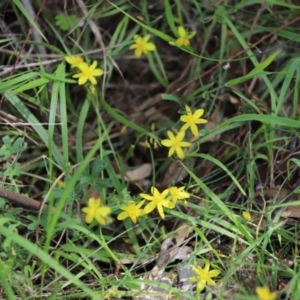 Tricoryne elatior at Stirling Park - 5 Jan 2024 04:53 PM