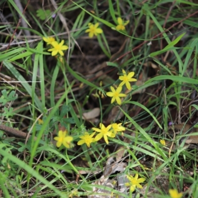 Tricoryne elatior (Yellow Rush Lily) at Yarralumla, ACT - 5 Jan 2024 by Mike