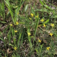 Tricoryne elatior at Stirling Park - 5 Jan 2024 04:53 PM