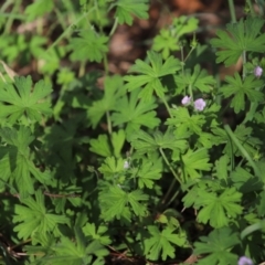 Geranium solanderi var. solanderi (Native Geranium) at Yarralumla, ACT - 5 Jan 2024 by Mike