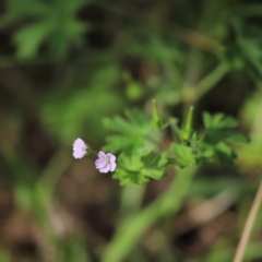 Geranium solanderi var. solanderi at Stirling Park - 5 Jan 2024