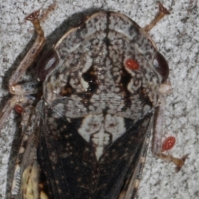 Acari (informal subclass) (Unidentified mite) at Scullin, ACT - 3 Jan 2024 by AlisonMilton