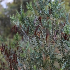 Acacia cultriformis (Knife Leaf Wattle) at Stirling Park - 5 Jan 2024 by Mike