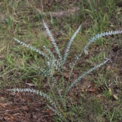 Acacia cultriformis at Stirling Park - 5 Jan 2024 04:56 PM