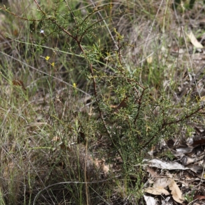 Acacia genistifolia (Early Wattle) at Yarralumla, ACT - 5 Jan 2024 by Mike