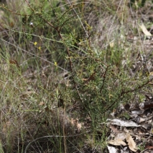 Acacia genistifolia at Stirling Park - 5 Jan 2024