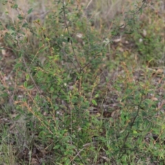 Pomaderris betulina subsp. actensis (Canberra Pomaderris) at Stirling Park - 5 Jan 2024 by Mike