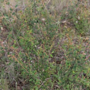 Pomaderris betulina subsp. actensis at Stirling Park - 5 Jan 2024
