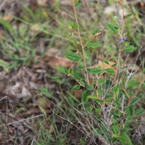 Pomaderris betulina subsp. actensis at Stirling Park - 5 Jan 2024 04:59 PM