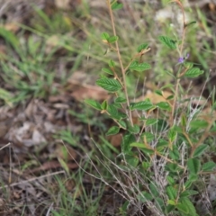 Pomaderris betulina subsp. actensis at Stirling Park - 5 Jan 2024