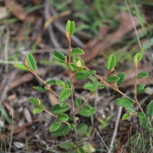 Pomaderris betulina subsp. actensis at Stirling Park - 5 Jan 2024