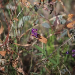 Glycine tabacina at Stirling Park - 5 Jan 2024