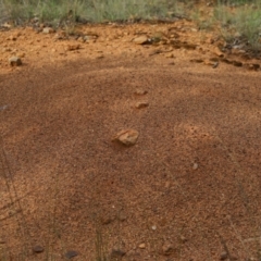 Iridomyrmex purpureus (Meat Ant) at Yarralumla, ACT - 5 Jan 2024 by Mike