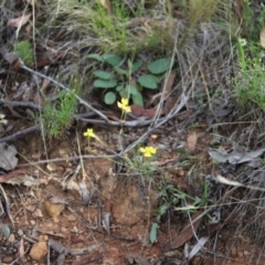 Goodenia pinnatifida (Scrambled Eggs) at Stirling Park - 5 Jan 2024 by Mike