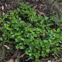 Viola odorata (Sweet Violet, Common Violet) at Stirling Park - 5 Jan 2024 by Mike