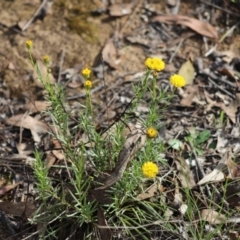 Rutidosis leptorhynchoides (Button Wrinklewort) at Yarralumla, ACT - 5 Jan 2024 by Mike