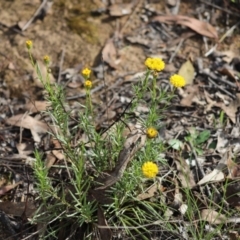 Rutidosis leptorhynchoides (Button Wrinklewort) at Stirling Park - 5 Jan 2024 by Mike