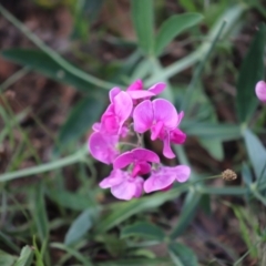 Lathyrus latifolius (Perennial Pea) at Stirling Park - 5 Jan 2024 by Mike