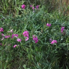 Lathyrus latifolius at Stirling Park - 5 Jan 2024