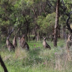 Macropus giganteus (Eastern Grey Kangaroo) at Yarralumla, ACT - 5 Jan 2024 by Mike