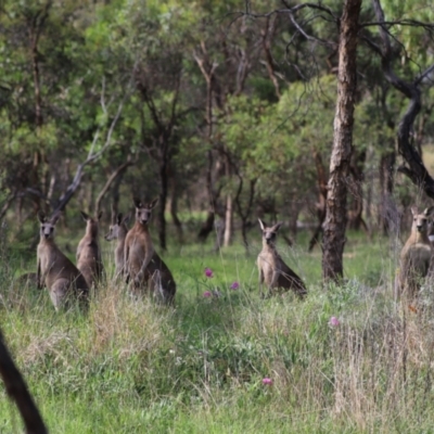 Macropus giganteus (Eastern Grey Kangaroo) at Stirling Park - 5 Jan 2024 by Mike