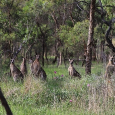 Macropus giganteus (Eastern Grey Kangaroo) at Yarralumla, ACT - 5 Jan 2024 by Mike