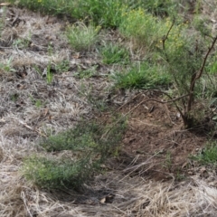 Cassinia quinquefaria (Rosemary Cassinia) at Stirling Park - 5 Jan 2024 by Mike