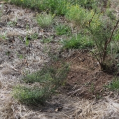 Cassinia quinquefaria (Rosemary Cassinia) at Yarralumla, ACT - 5 Jan 2024 by Mike