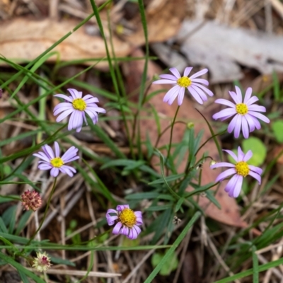 Brachyscome triloba at Mittagong, NSW - 5 Jan 2024 by Aussiegall