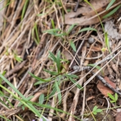 Brachyscome triloba at Wingecarribee Local Government Area - 5 Jan 2024