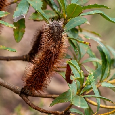 Banksia paludosa (Swamp Banksia) at Wingecarribee Local Government Area - 5 Jan 2024 by Aussiegall