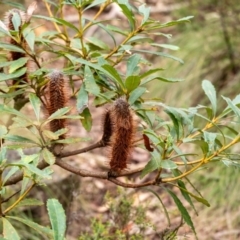 Banksia paludosa at Wingecarribee Local Government Area - 5 Jan 2024