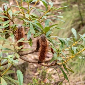 Banksia paludosa at Wingecarribee Local Government Area - 5 Jan 2024
