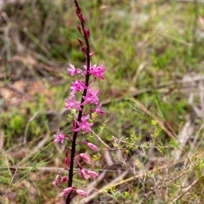 Dipodium roseum (Rosy Hyacinth Orchid) at Wingecarribee Local Government Area - 5 Jan 2024 by Aussiegall