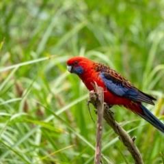 Platycercus elegans (Crimson Rosella) at Mittagong - 5 Jan 2024 by Aussiegall