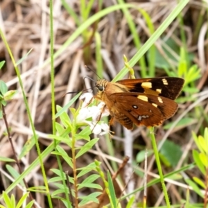 Trapezites symmomus at Wingecarribee Local Government Area - 5 Jan 2024