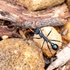 Myrmecia pyriformis at Wingecarribee Local Government Area - 5 Jan 2024 by Aussiegall