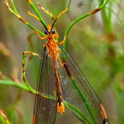 Nymphes myrmeleonoides (Blue eyes lacewing) at Penrose, NSW - 5 Jan 2024 by Aussiegall
