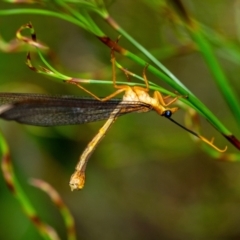 Nymphes myrmeleonoides at Wingecarribee Local Government Area - 5 Jan 2024