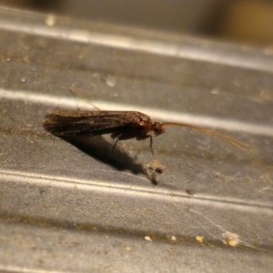 Lecithoceridae (family) at QPRC LGA - suppressed