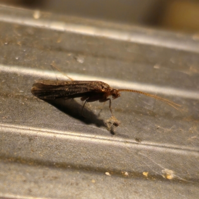 Lecithoceridae (family) (Tropical Longhorned Moths) at QPRC LGA - 5 Jan 2024 by Csteele4