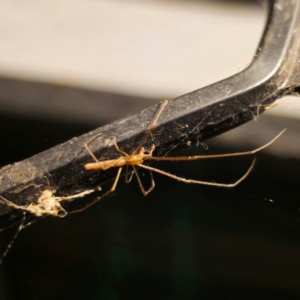 Tetragnatha sp. (genus) at QPRC LGA - 5 Jan 2024