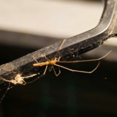 Tetragnatha sp. (genus) (Long-jawed spider) at QPRC LGA - 5 Jan 2024 by Csteele4