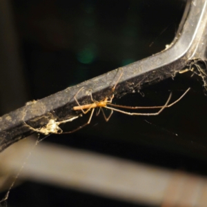 Tetragnatha sp. (genus) at QPRC LGA - 5 Jan 2024