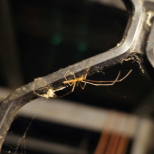 Tetragnatha sp. (genus) at QPRC LGA - 5 Jan 2024