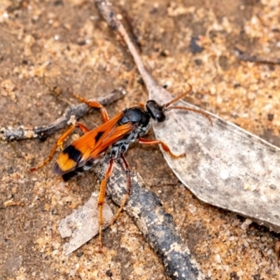 Unidentified Spider wasp (Pompilidae) at Wingecarribee Local Government Area - 5 Jan 2024 by Aussiegall