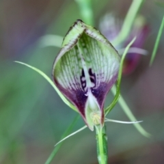 Cryptostylis erecta (Bonnet Orchid) at Broulee Moruya Nature Observation Area - 4 Jan 2024 by LisaH
